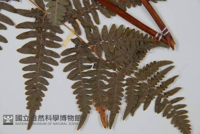 蕨藏品圖，第3張