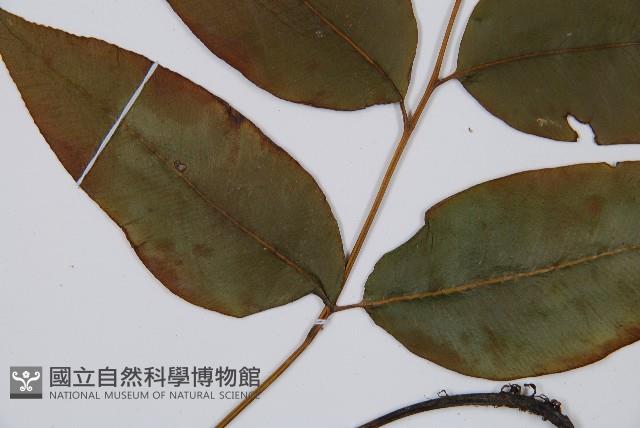 細柄雙蓋蕨藏品圖，第3張