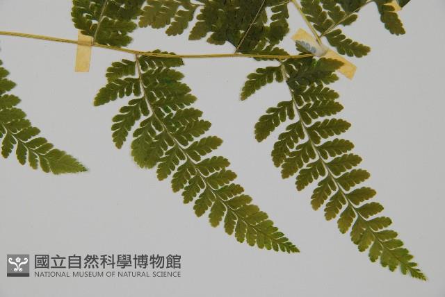 嫩鱗蓋蕨藏品圖，第3張