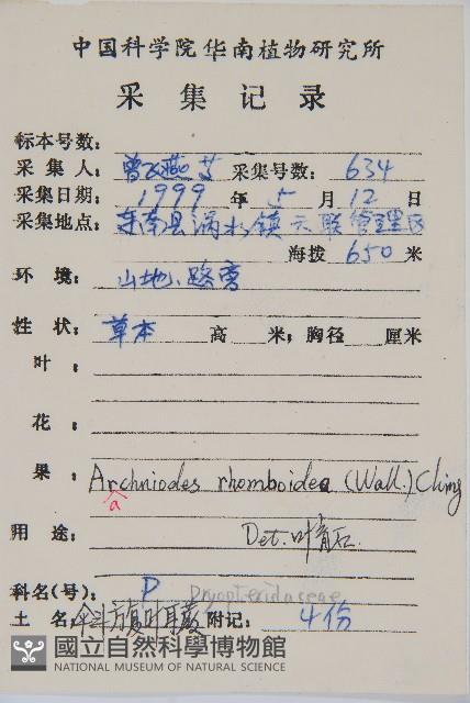 斜方複葉耳蕨藏品圖，第2張