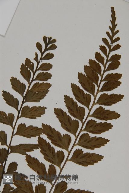 大蓬萊鐵角蕨藏品圖，第3張