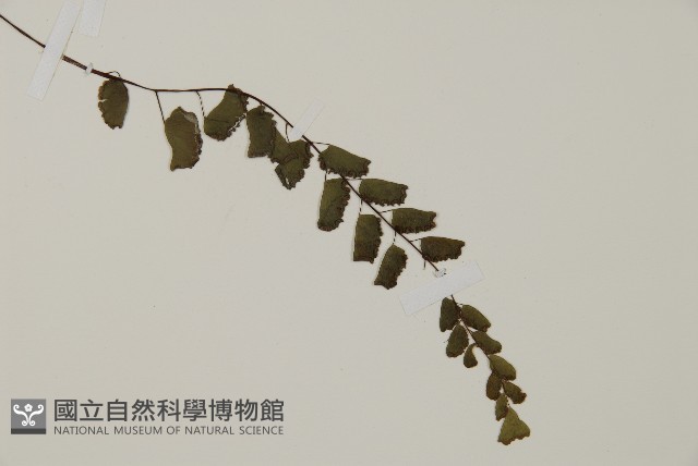 半月形鐵線蕨藏品圖，第3張