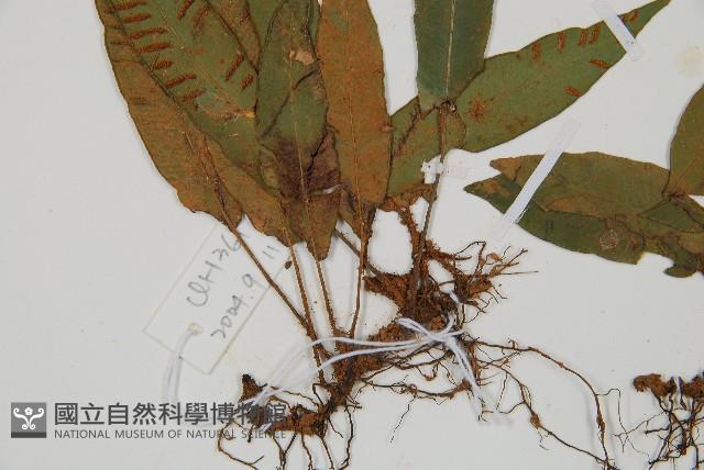 單葉雙蓋蕨藏品圖，第3張