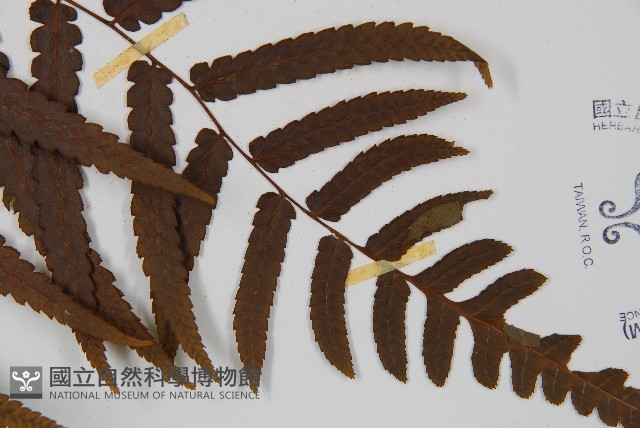 毛柄短腸蕨藏品圖，第3張