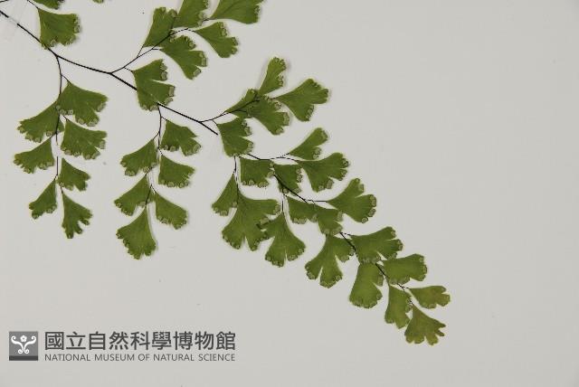 鐵線蕨藏品圖，第3張