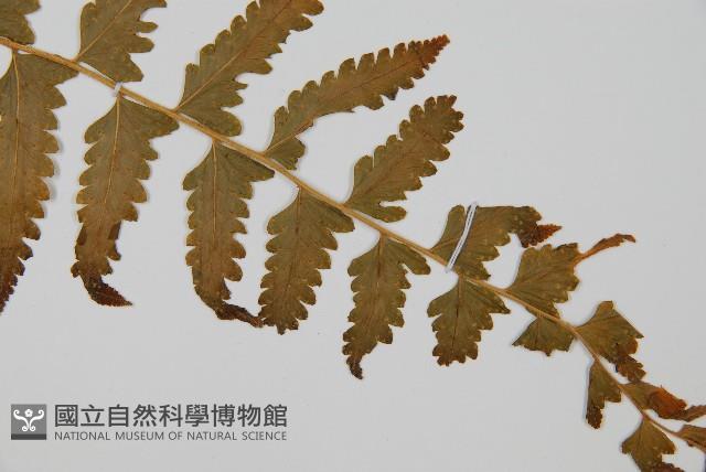 中華鱗蓋蕨藏品圖，第3張