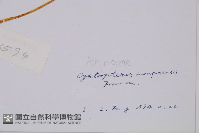 寬葉冷蕨藏品圖，第3張