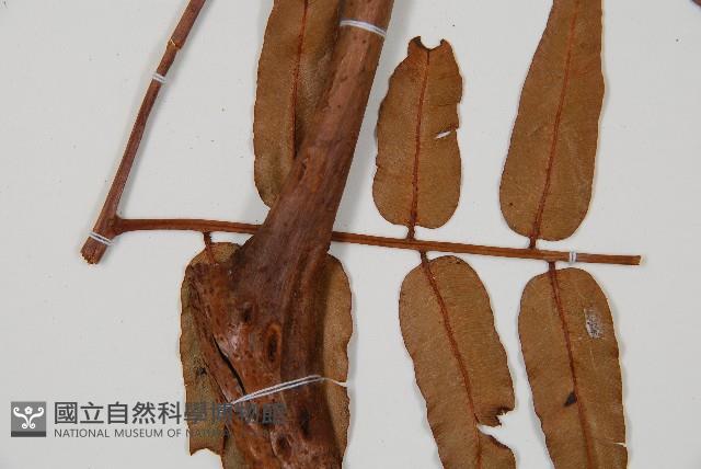 登錄號:P009860藏品圖，第3張