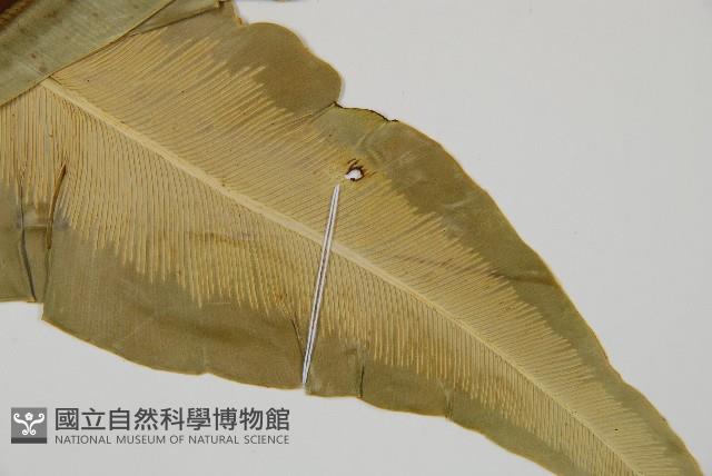 南洋山蘇花藏品圖，第2張