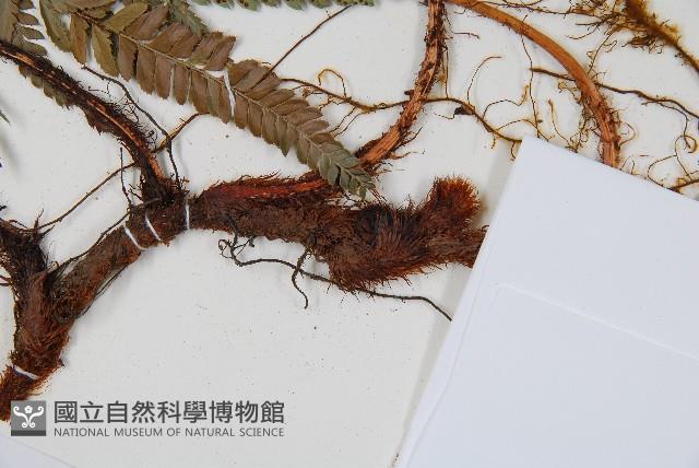 細葉複葉耳蕨藏品圖，第3張