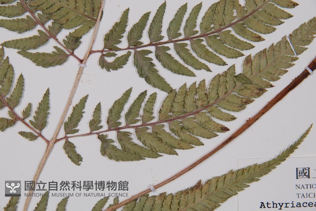 日本蹄蓋蕨藏品圖，第3張