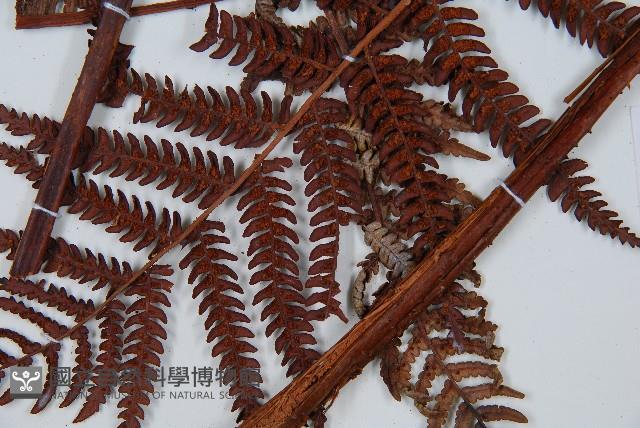 登錄號:P010260藏品圖，第2張