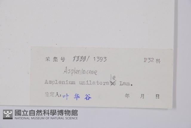 單邊鐵角蕨藏品圖，第3張