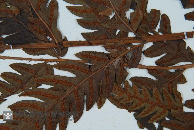 日本狗脊蕨藏品圖，第3張