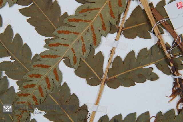 日本狗脊蕨藏品圖，第3張