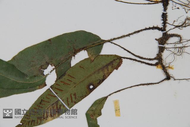 單葉雙蓋蕨藏品圖，第3張