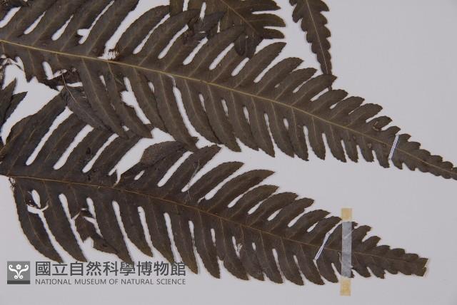 長柄牙蕨藏品圖，第3張