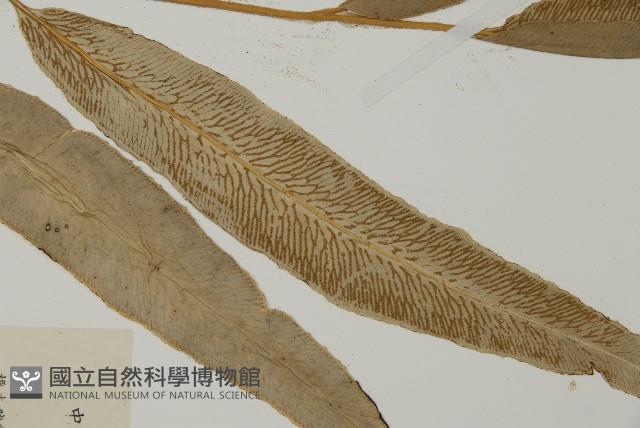 登錄號:P010140藏品圖，第3張