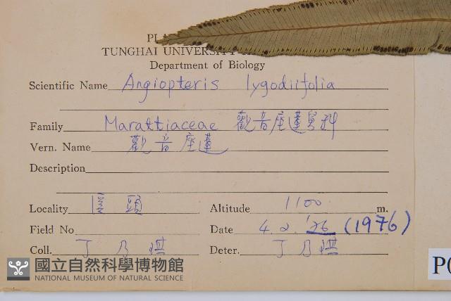 觀音座蓮藏品圖，第2張