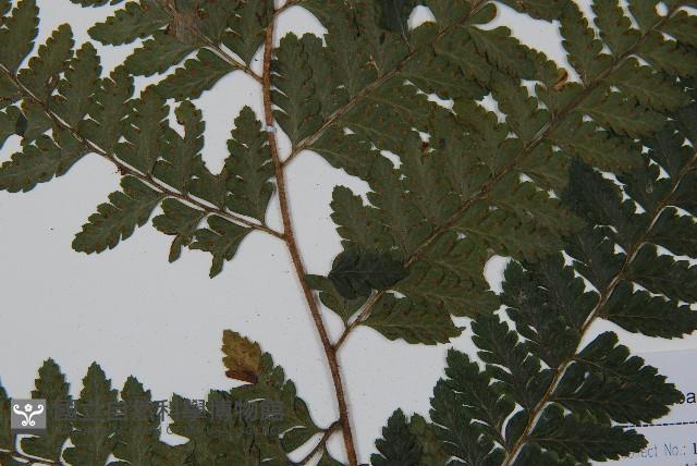 毛果鱗蓋蕨藏品圖，第3張