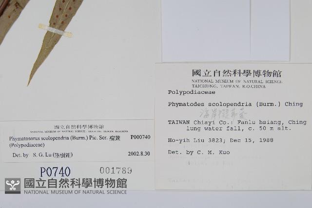 海岸擬茀蕨、海岸星蕨藏品圖，第2張