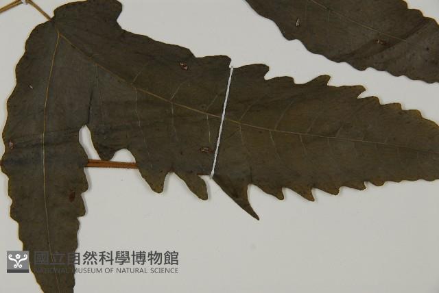 三叉蕨藏品圖，第3張