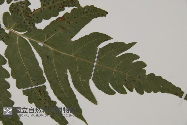 屏東三叉蕨藏品圖，第3張