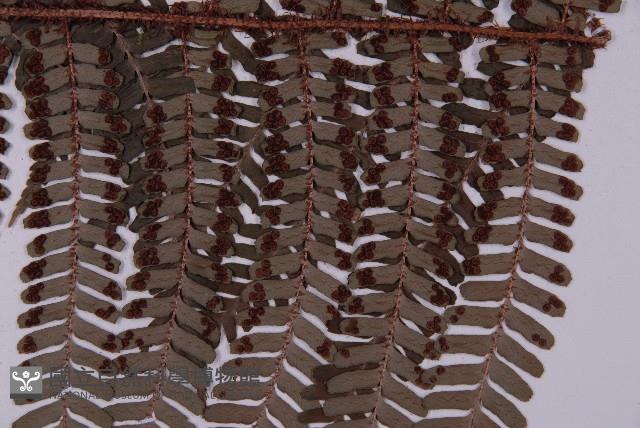 頂囊肋毛蕨藏品圖，第3張