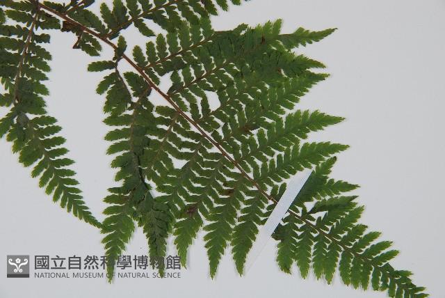 狹葉蹄蓋蕨藏品圖，第3張