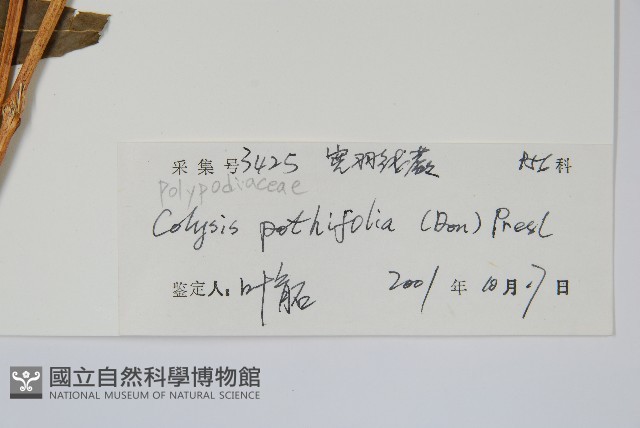 大線蕨藏品圖，第2張