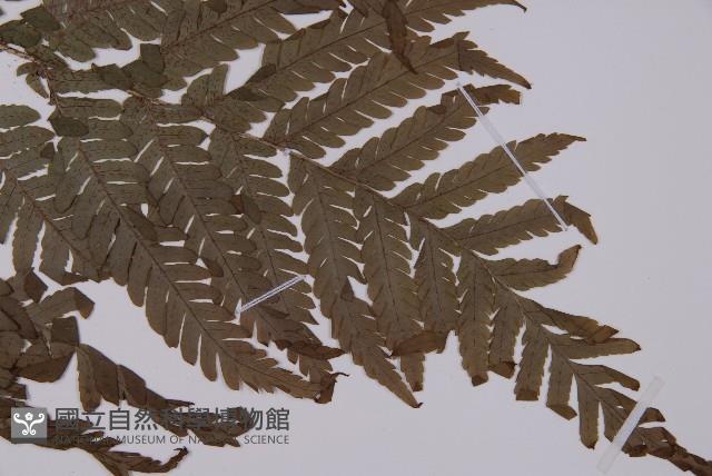 肋毛蕨藏品圖，第3張