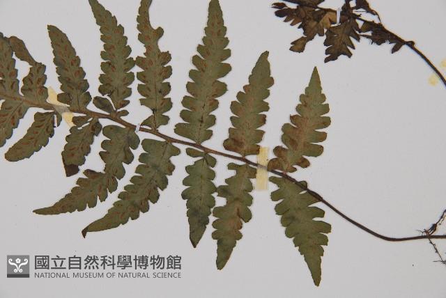 假蹄蓋蕨、東洋蹄蓋蕨藏品圖，第3張