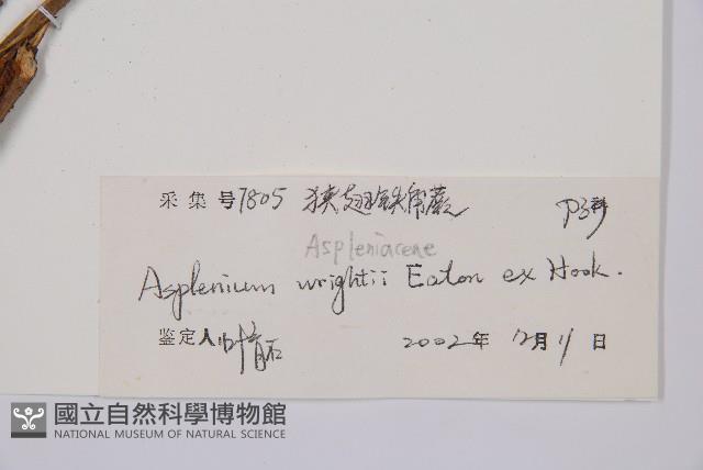 萊氏鐵角蕨藏品圖，第3張