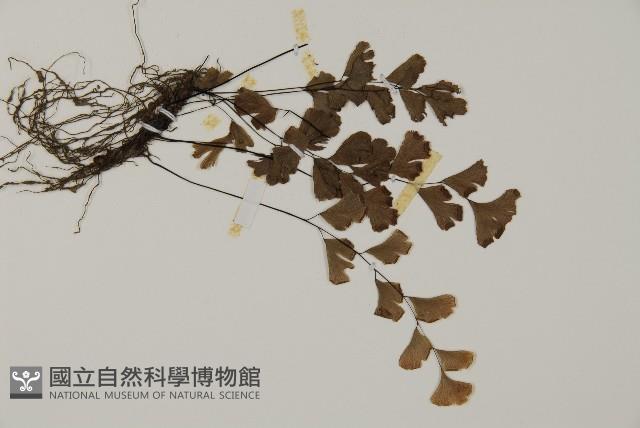鐵線蕨藏品圖，第3張