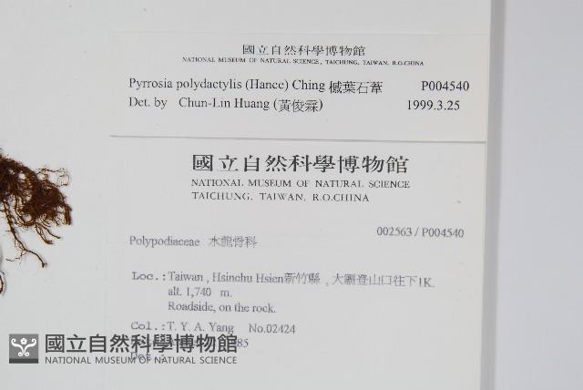 槭葉石葦藏品圖，第2張