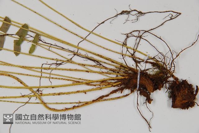 對生耳蕨藏品圖，第3張