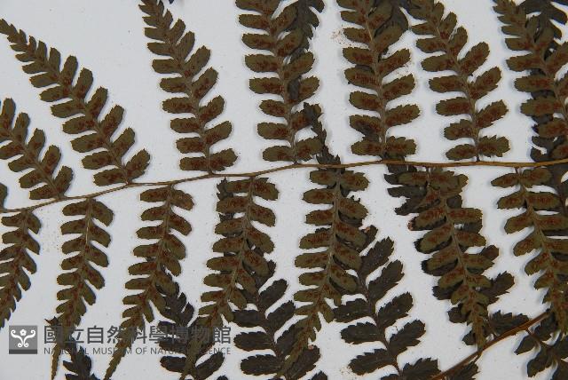 川上氏雙蓋蕨藏品圖，第3張