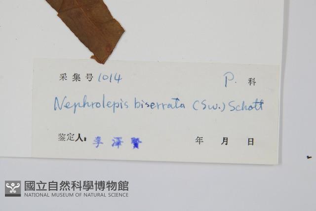 長葉腎蕨藏品圖，第2張