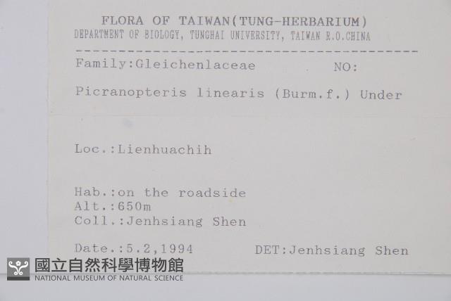 芒萁藏品圖，第2張