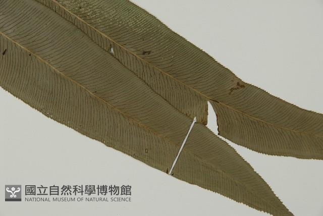 華鳳丫蕨藏品圖，第3張