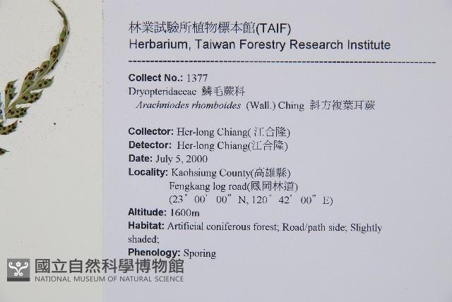 斜方複葉耳蕨藏品圖，第2張