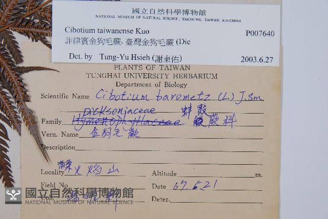 臺灣金狗毛蕨藏品圖，第2張