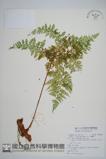 台灣小膜蓋蕨藏品圖，第6張