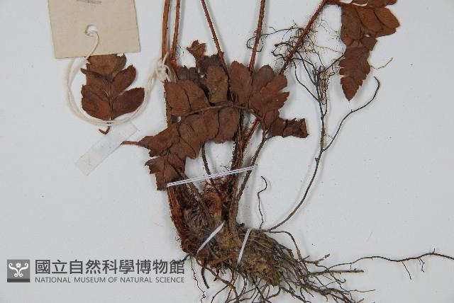 海南複葉耳蕨藏品圖，第3張