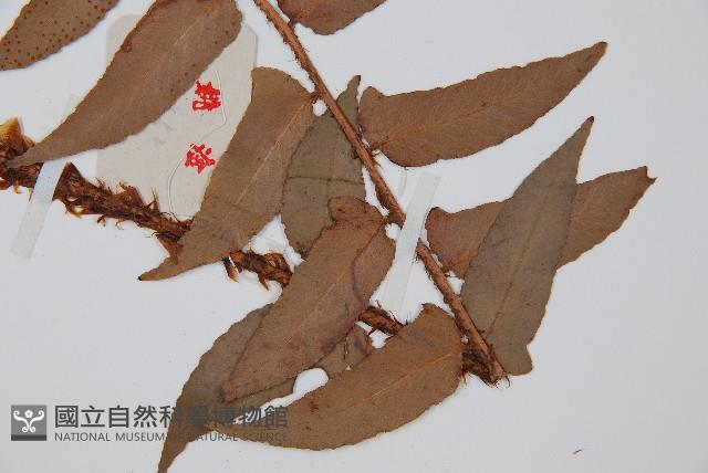 貫眾蕨藏品圖，第3張