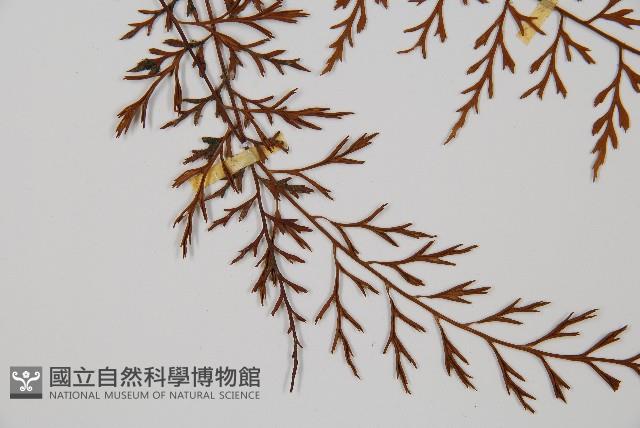 威氏鐵角蕨藏品圖，第3張