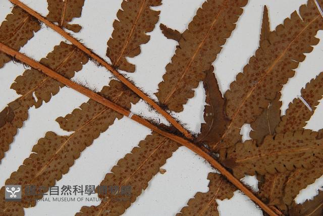 登錄號:P005840藏品圖，第3張