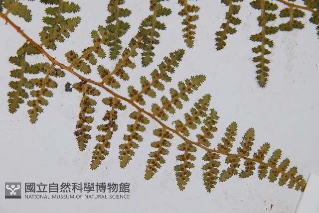 腺鱗毛蕨藏品圖，第3張