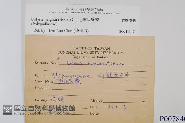 萊氏線蕨藏品圖，第2張