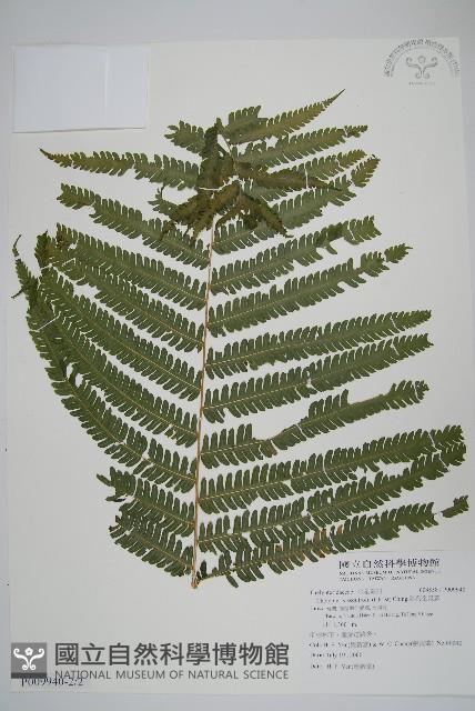 斜葉金星蕨藏品圖，第3張